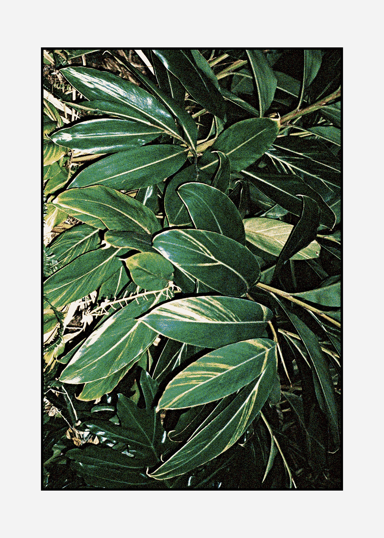 Rug Tropicana 4