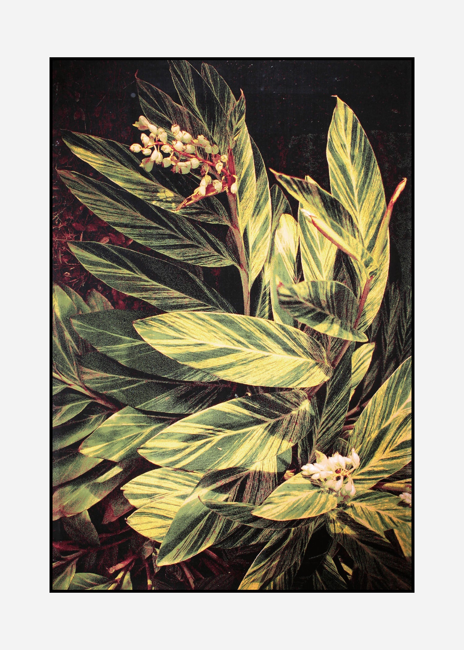 Rug Tropicana 5