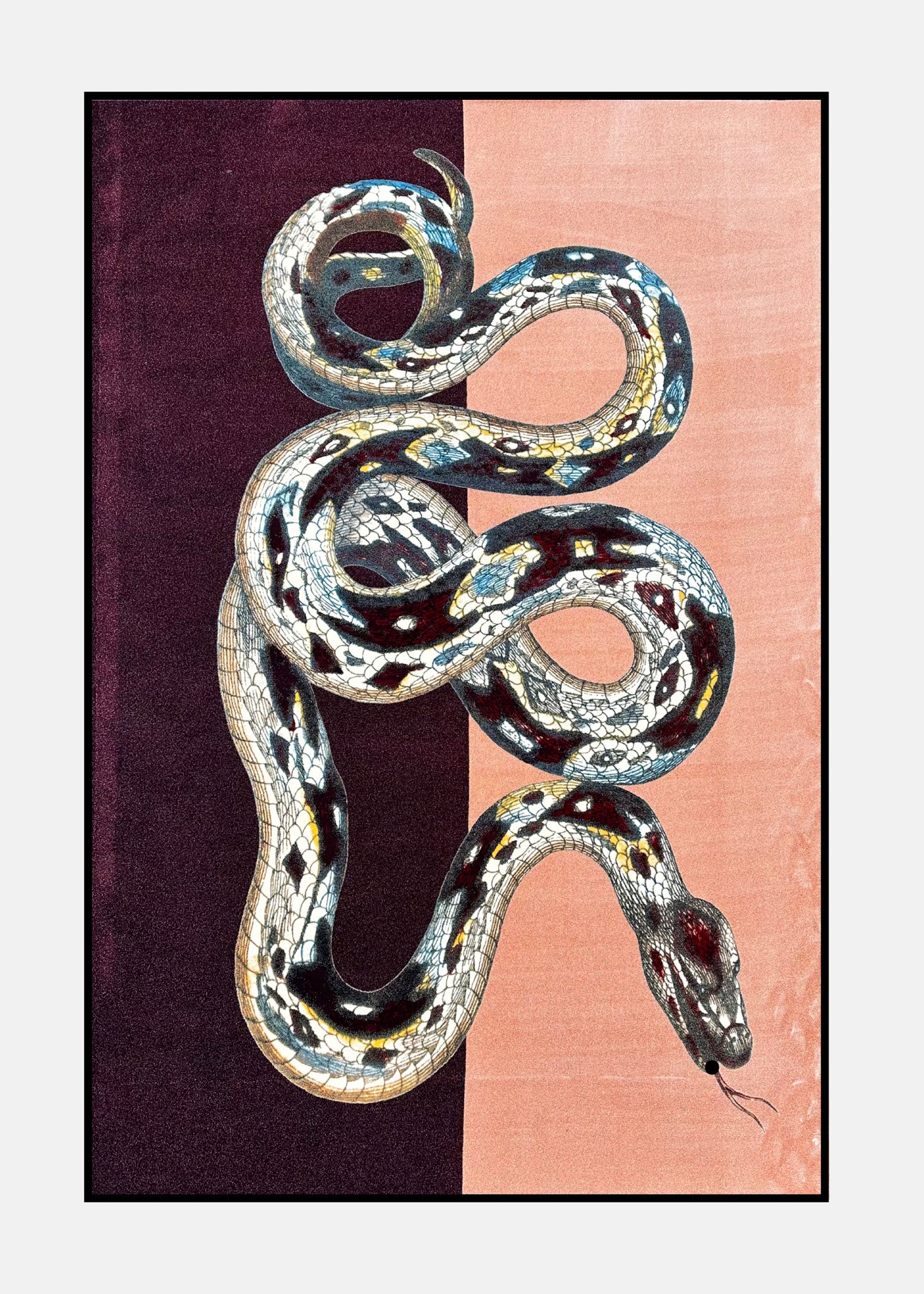 Sale  Rug Serpentes 2
