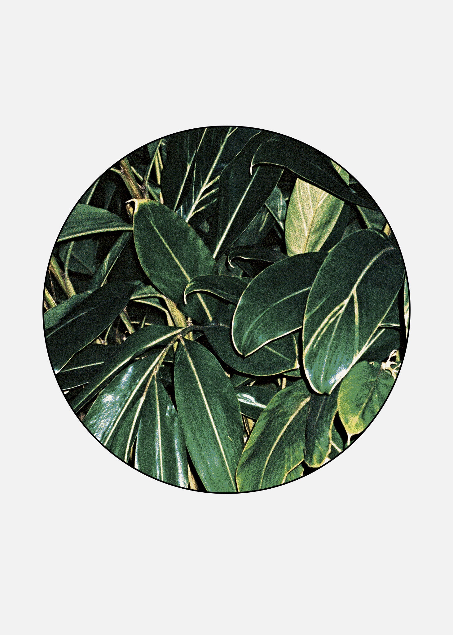 Rug Tropicana 4